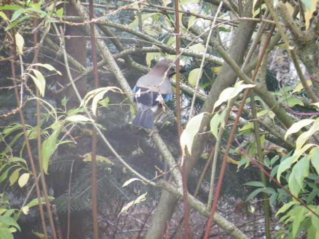 Ein schoener Vogel