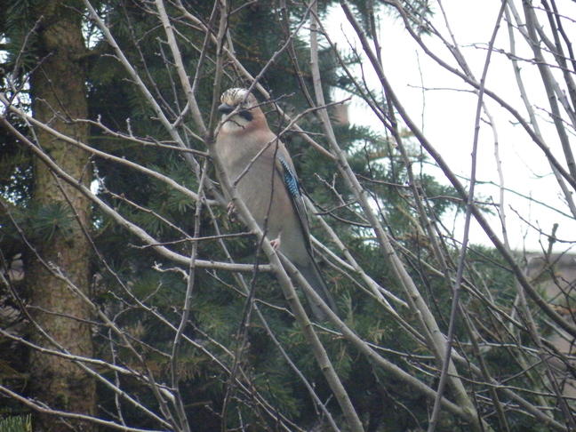 Ein schoener Vogel