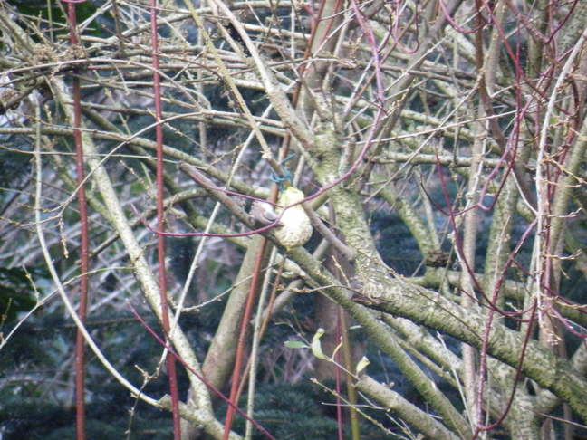 Weitere Vogelbilder