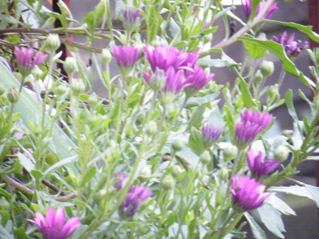 Blumen im Winter