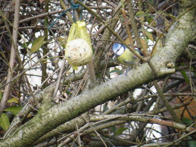 Weitere Vogelbilder