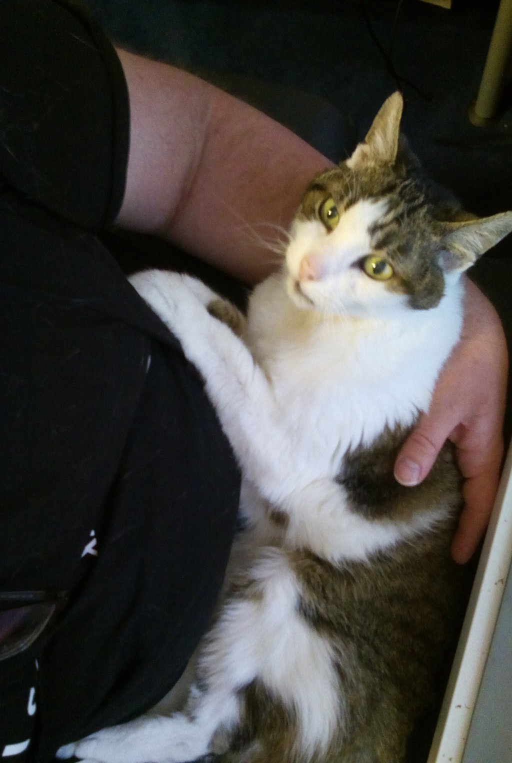 Mein Kater Teddy beim kuscheln