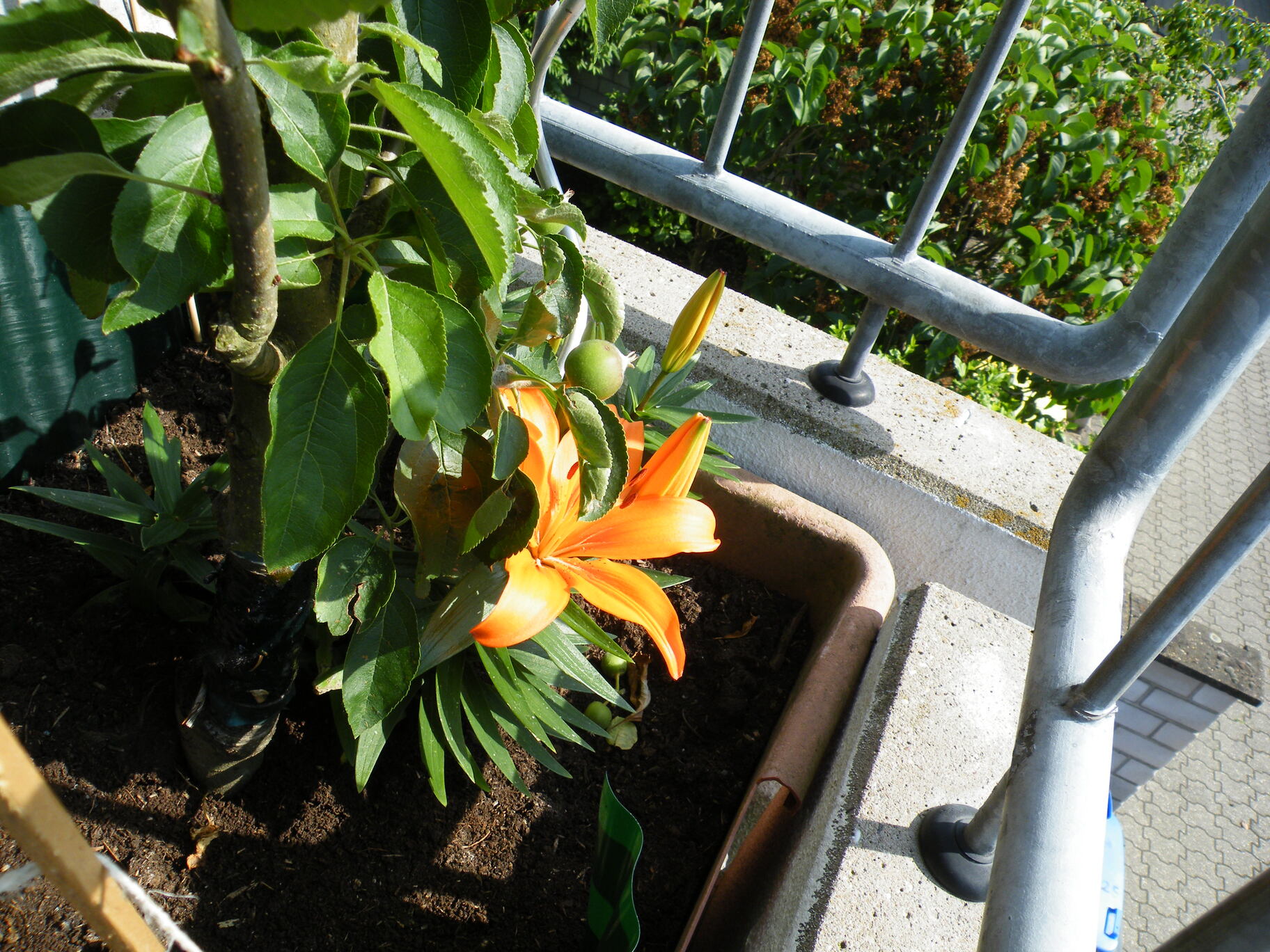 Balkonbild Blume am Apfelbaum