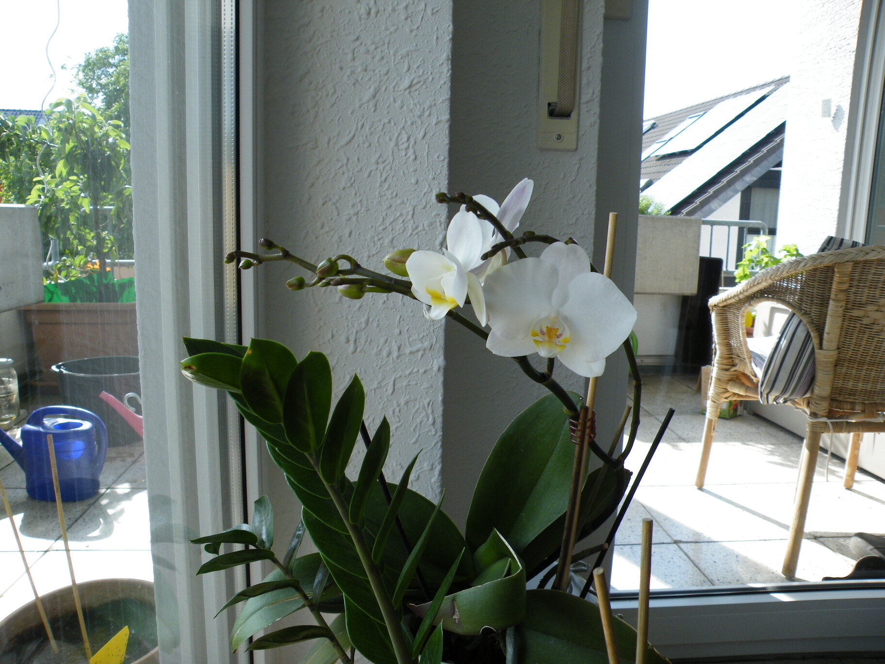 Orchidee in Blüte