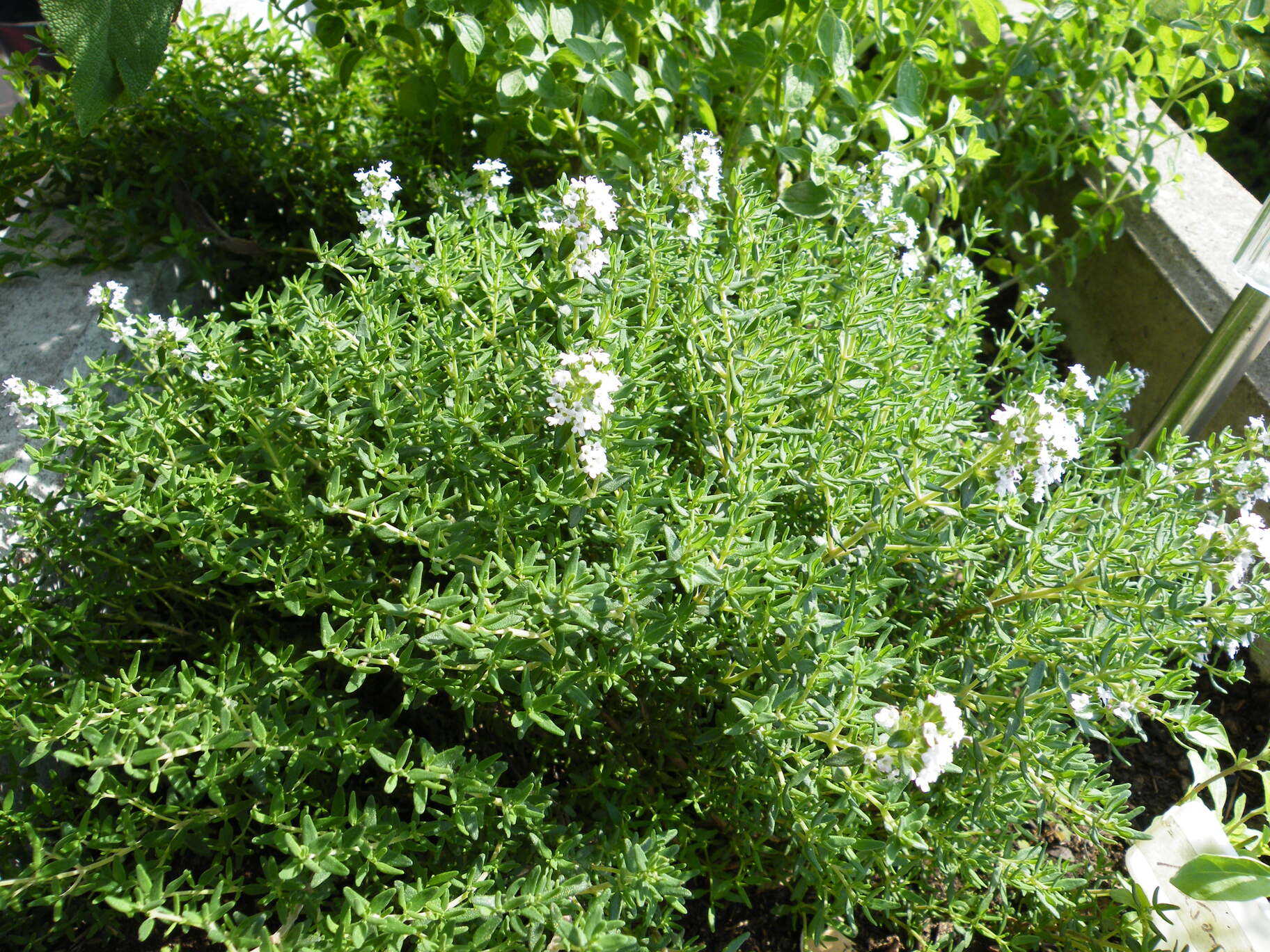 Der Apfelbaum, welcher beim Umzug abgebrochen wurde. Er blüht trotzdem