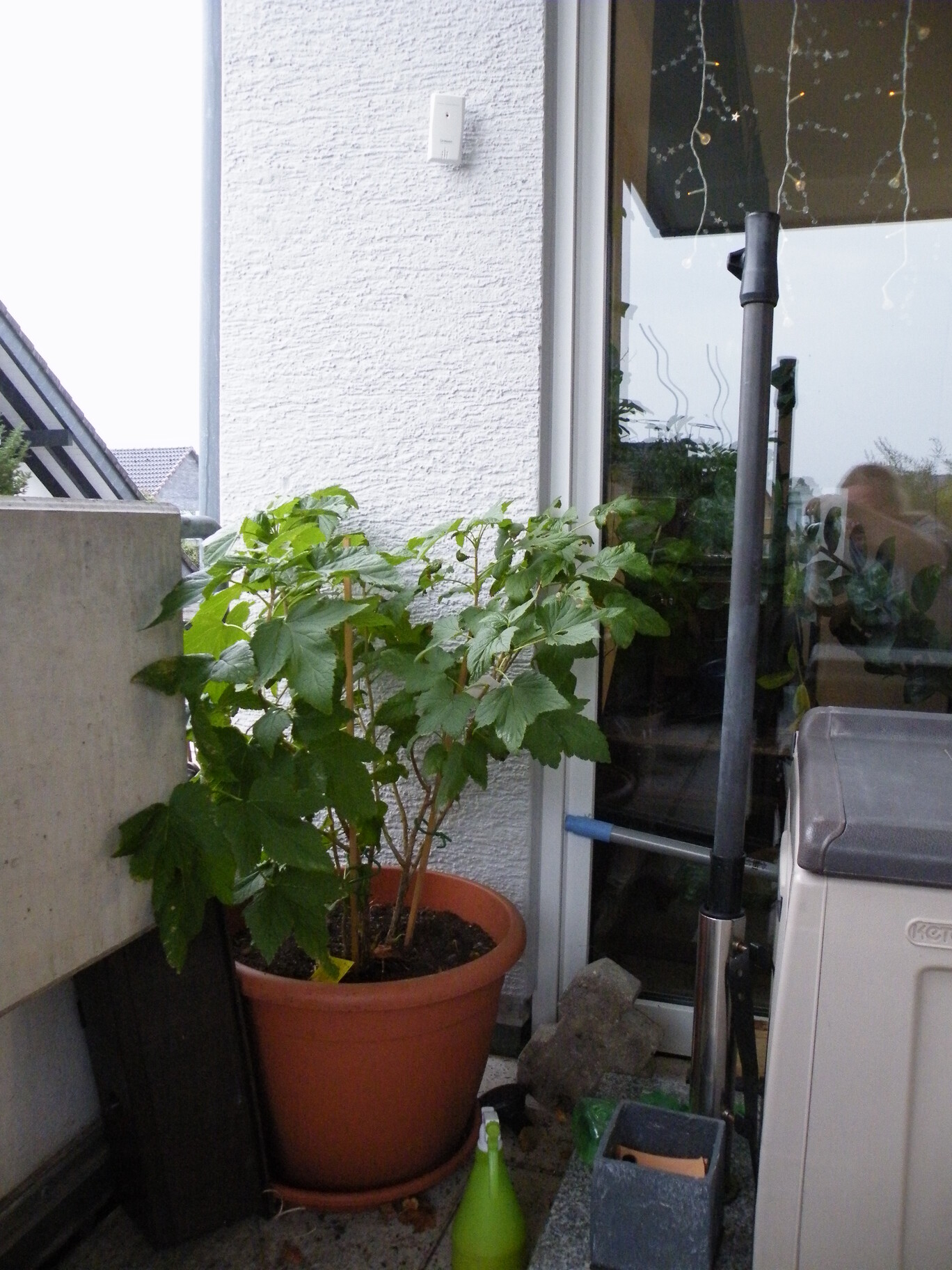 Obst