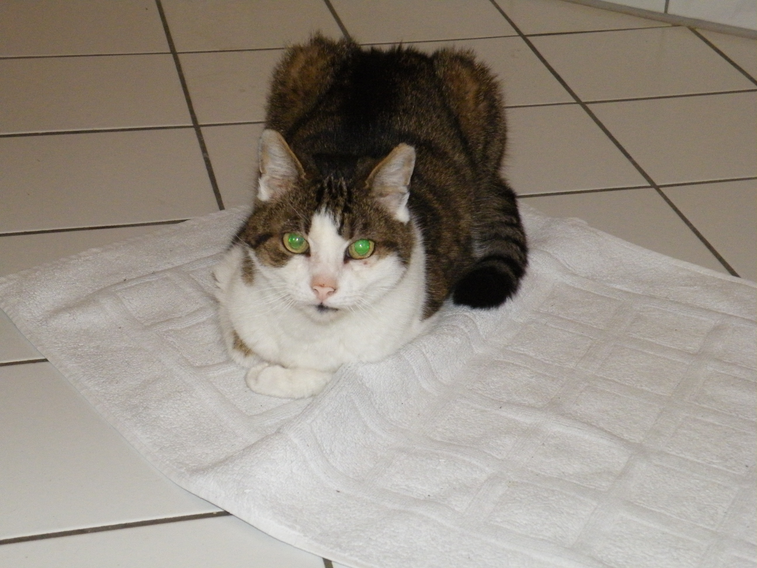 Mein Kater Teddy im Bad auf der Fußmatte