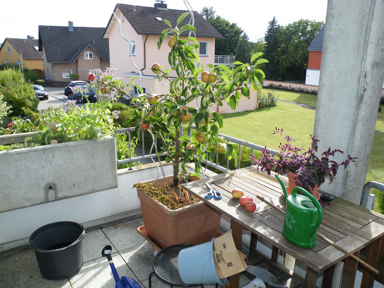 Apfelbaum