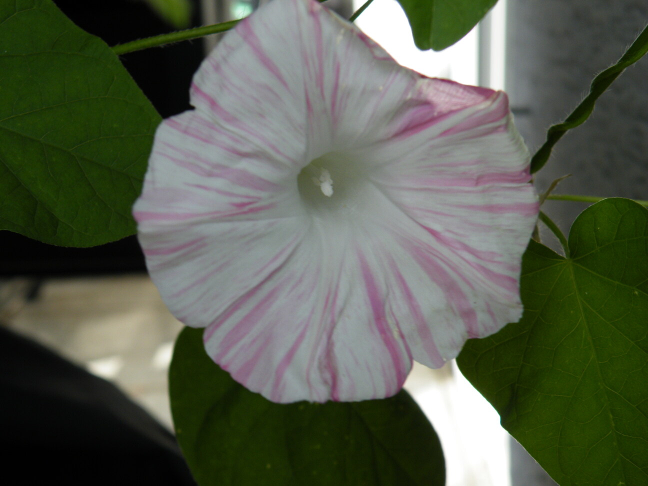 Blüte