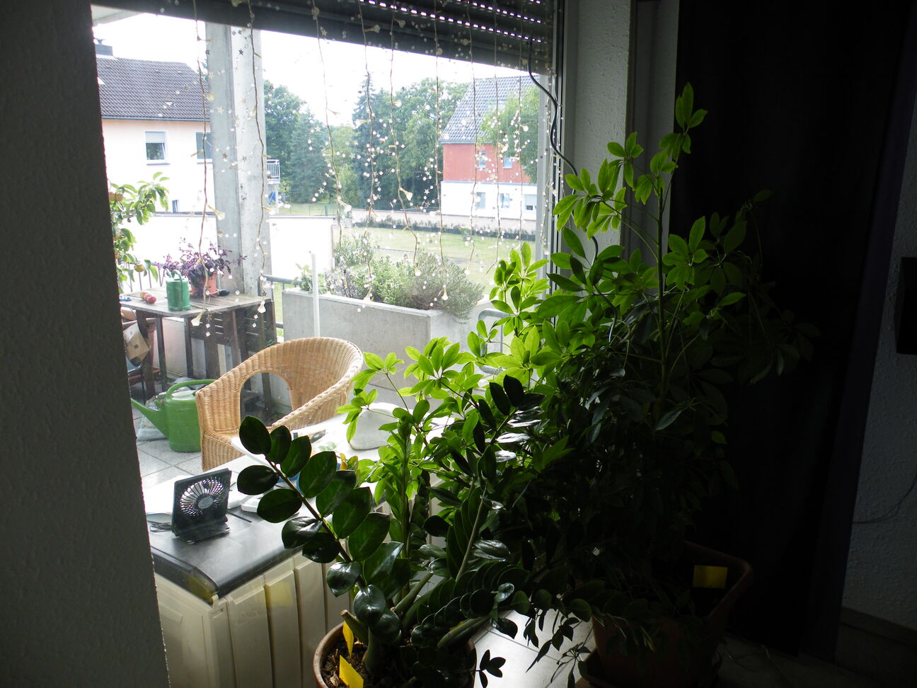 Wohnzimmer Pflanzen